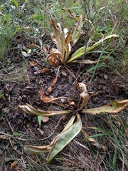 Frasera caroliniensis