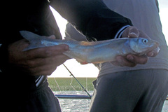 Odontesthes argentinensis