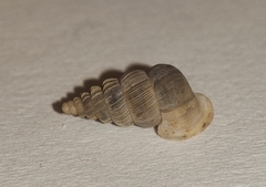 Cochlostoma roseoli