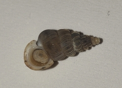 Cochlostoma roseoli