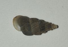 Cochlostoma roseoli