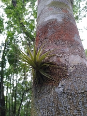 Tillandsia gardneri