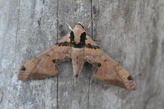 Adhemarius fulvescens