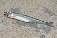 Odontesthes bonariensis