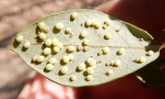 Neuroterus saltatorius texanus