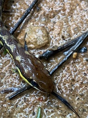 Echinanthera cephalostriata