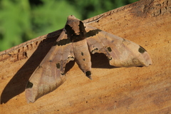 Adhemarius fulvescens