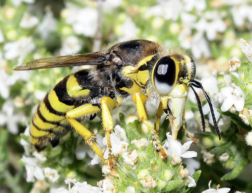 Bembix tarsata · iNaturalist