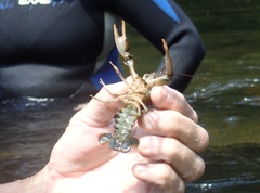 Cambarus coosae