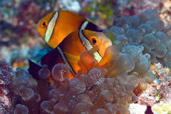 Amphiprion tricinctus