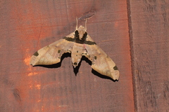 Adhemarius fulvescens