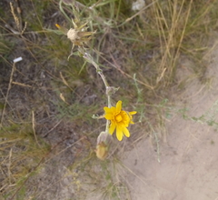 Tragopogon ucrainicus