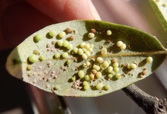 Neuroterus saltatorius texanus