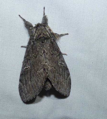 Large Dark Prominent