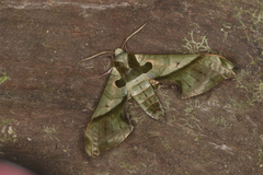 Adhemarius dariensis