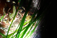 Apata pricei