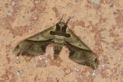 Adhemarius dariensis