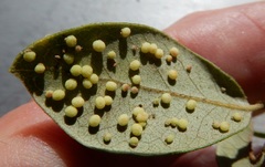 Neuroterus saltatorius texanus