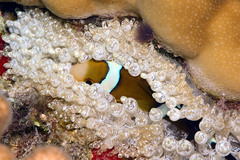 Amphiprion tricinctus