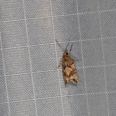 Zeiraphera canadensis