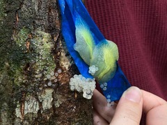 Gaeotis nigrolineata