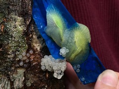 Gaeotis nigrolineata