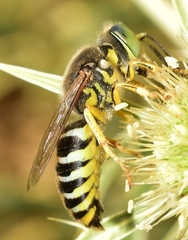 Bembix zonata