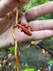 Dacryodes excelsa