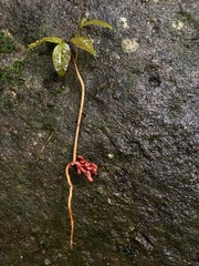 Dacryodes excelsa