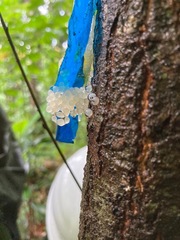 Gaeotis nigrolineata