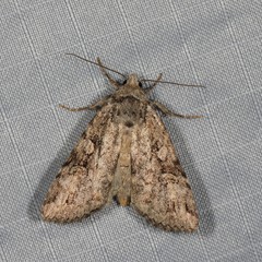 Anaplectoides pressus