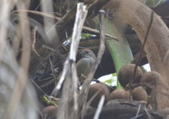 Synallaxis frontalis