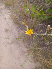 Tragopogon ucrainicus