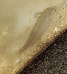 Bairdiella chrysoura