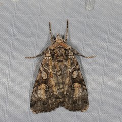Anaplectoides pressus