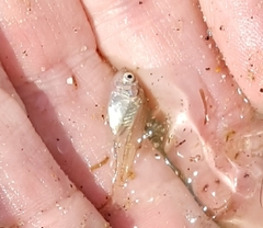 Bairdiella chrysoura