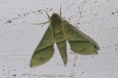 Xylophanes tyndarus