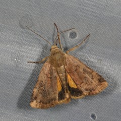 Cryptocala acadiensis