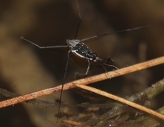 Trepobates subnitidus