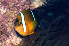Amphiprion tricinctus