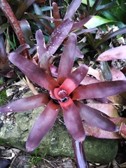 Neoregelia