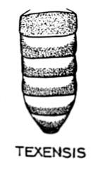 Laphystia texensis