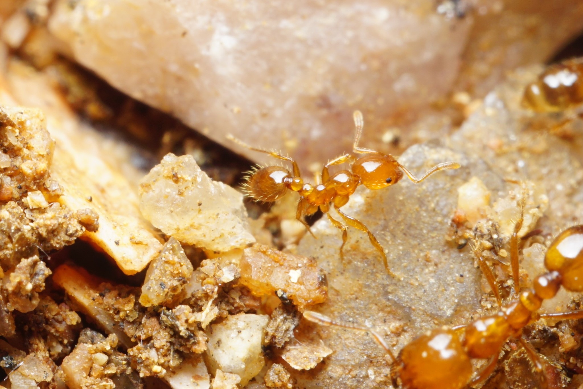 Solenopsis aurea