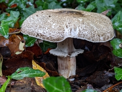 Agaricus buckmacadooi