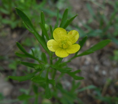 Ranunculus arvensis