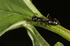 Camponotus fallax