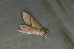 Xylophanes tyndarus