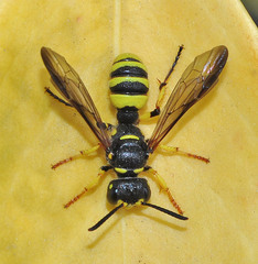 Cerceris quadricincta