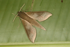 Xylophanes porcus