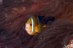 Amphiprion tricinctus